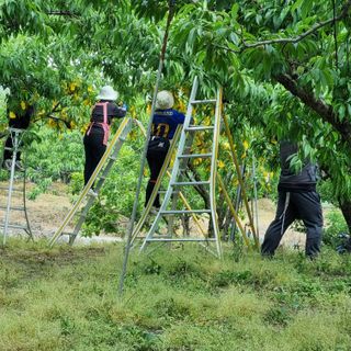 피치나라님의 복숭아 · 자유게시판 작성글 사진