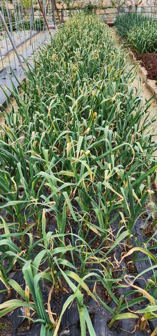 LUCAS님의 금쪽같은 내 작물 자랑하기 · 참여 작성글 사진