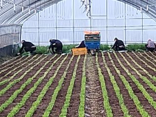 조일현님의 금쪽같은 내 작물 자랑하기 · 참여 작성글 사진