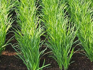 조일현님의 금쪽같은 내 작물 자랑하기 · 참여 작성글 사진