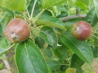 키다리님의 금쪽같은 내 작물 자랑하기 · 참여 작성글 사진