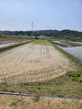 팜모닝 벼·자유게시판 게시글 이미지