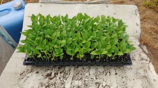 이용일님의 참깨 · 자유게시판 작성글 사진