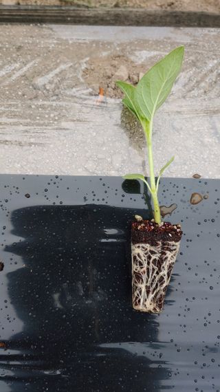 이용일님의 참깨 · 자유게시판 작성글 사진