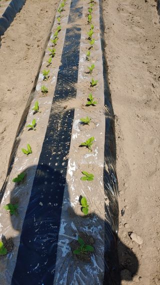 이용일님의 참깨 · 자유게시판 작성글 사진