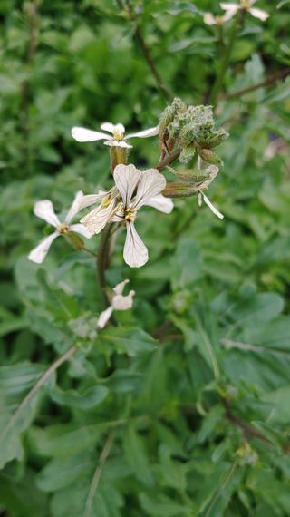 이용일님의 금쪽같은 내 작물 자랑하기 · 참여 작성글 사진