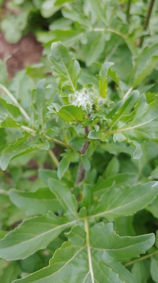 이용일님의 금쪽같은 내 작물 자랑하기 · 참여 작성글 사진