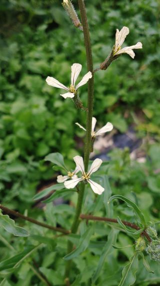 이용일님의 금쪽같은 내 작물 자랑하기 · 참여 작성글 사진