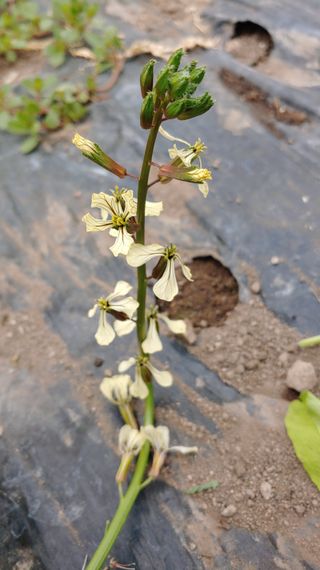 이용일님의 금쪽같은 내 작물 자랑하기 · 참여 작성글 사진