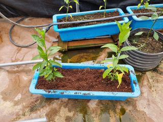 진주 김증수님의 금쪽같은 내 작물 자랑하기 · 참여 작성글 사진