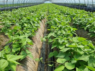 진주 김증수님의 금쪽같은 내 작물 자랑하기 · 참여 작성글 사진