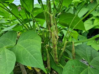 진주 김증수님의 금쪽같은 내 작물 자랑하기 · 참여 작성글 사진