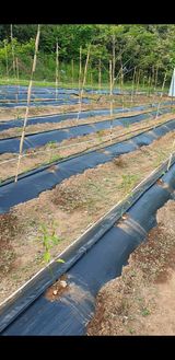 팜모닝 금쪽같은 내 작물 자랑하기·참여 게시글 이미지