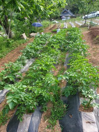 알 수 없음님의 금쪽같은 내 작물 자랑하기 · 참여 작성글 사진