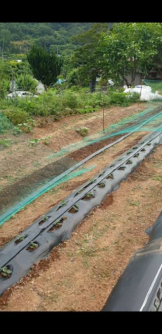 알 수 없음님의 금쪽같은 내 작물 자랑하기 · 참여 작성글 사진