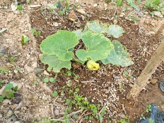 알 수 없음님의 금쪽같은 내 작물 자랑하기 · 참여 작성글 사진