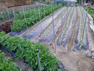 귀농4년차님의 금쪽같은 내 작물 자랑하기 · 참여 작성글 사진