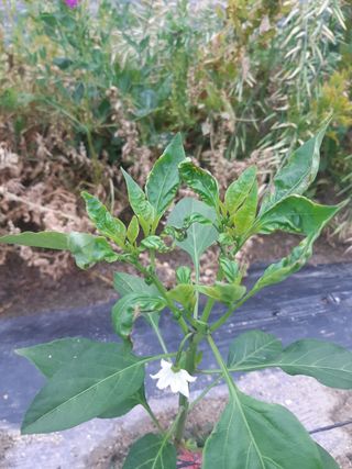 신 난다님의 고추 · 병해충상담 작성글 사진