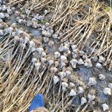 팜모닝 금쪽같은 내 작물 자랑하기·참여 게시글 이미지