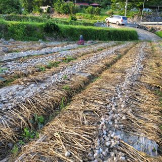 박상춘님의 금쪽같은 내 작물 자랑하기 · 참여 작성글 사진
