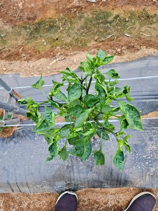 끈기님의 고추 · 병해충상담 작성글 사진