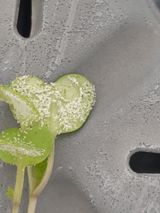 팜모닝 기타작물·병해충상담 게시글 이미지