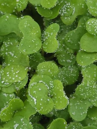 박종훈님의 기타작물 · 병해충상담 작성글 사진