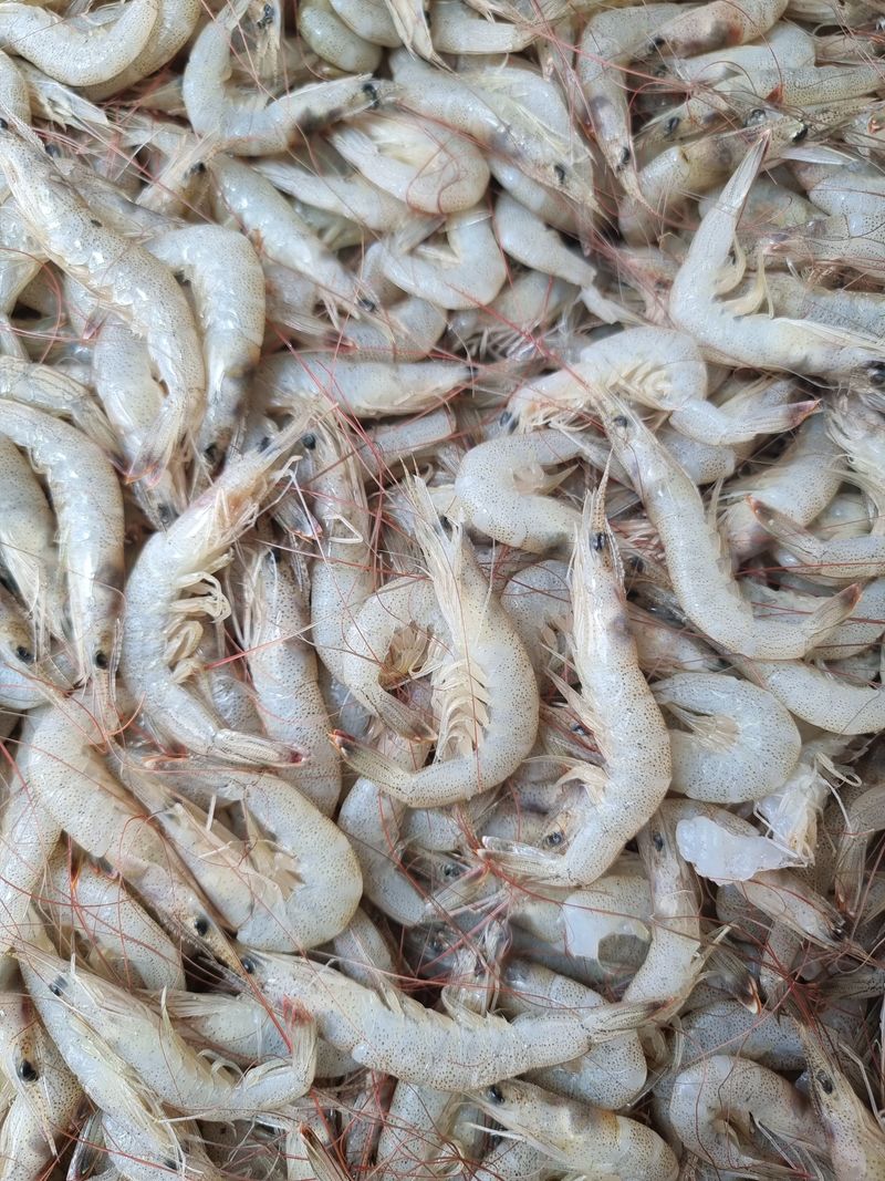 매일굴비센타 님의 장터 판매 상품 [깔끔하게 손질된 중하새우살(480)그램 한팩] 첨부 사진