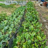 팜모닝 금쪽같은 내 작물 자랑하기·참여 게시글 이미지