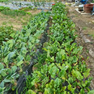 장하솜님의 금쪽같은 내 작물 자랑하기 · 참여 작성글 사진