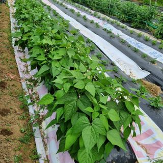 장하솜님의 금쪽같은 내 작물 자랑하기 · 참여 작성글 사진