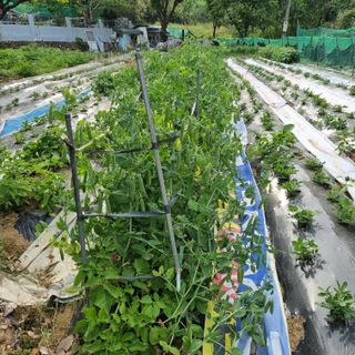 장하솜님의 금쪽같은 내 작물 자랑하기 · 참여 작성글 사진