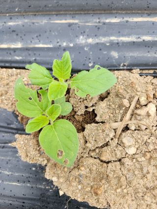 HYUN님의 참깨 · 병해충상담 작성글 사진