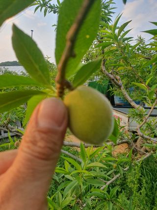 신현오님의 복숭아 · 자유게시판 작성글 사진