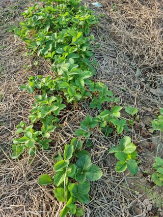 강신근님의 옥수수 · 자유게시판 작성글 사진