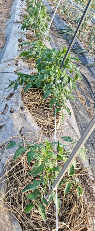 강신근님의 옥수수 · 자유게시판 작성글 사진