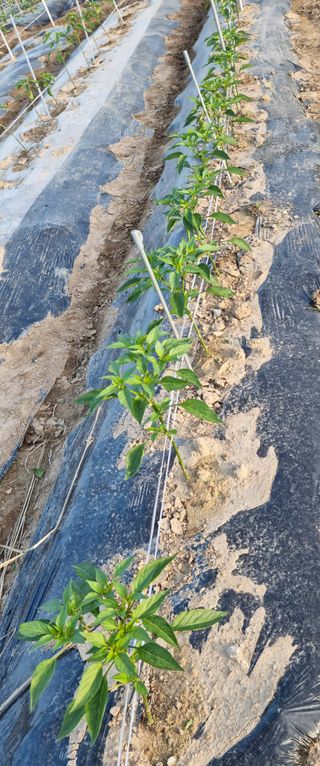 강신근님의 옥수수 · 자유게시판 작성글 사진