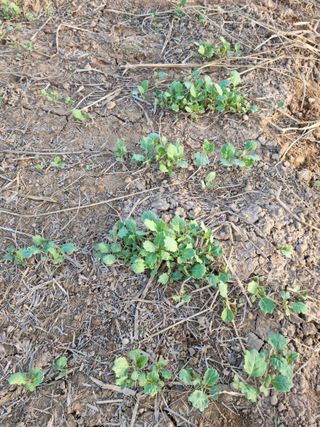 강신근님의 옥수수 · 자유게시판 작성글 사진