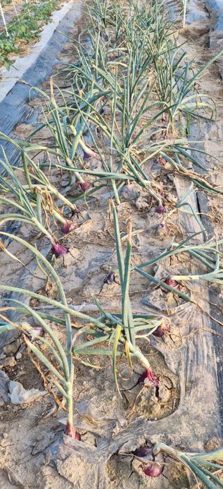 강신근님의 옥수수 · 자유게시판 작성글 사진