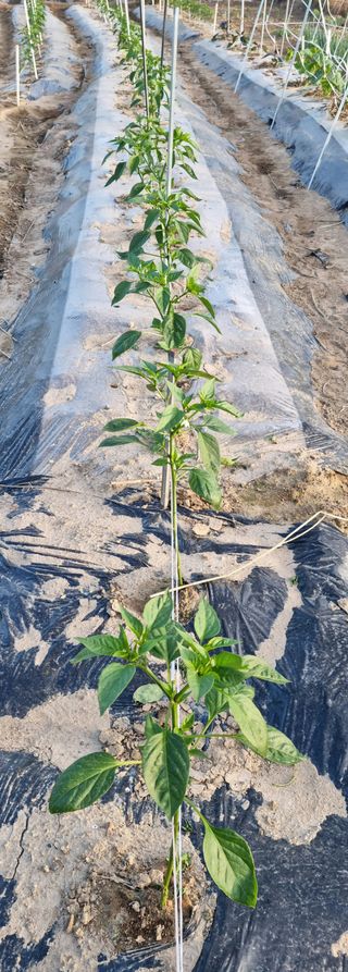 강신근님의 옥수수 · 자유게시판 작성글 사진