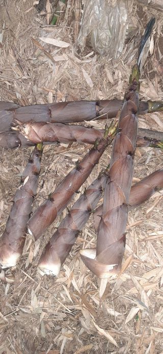 이강재님의 기타작물 · 자유게시판 작성글 사진