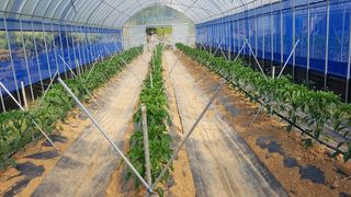 김광수님의 고추 · 지주설치•유인•성장 작성글 사진