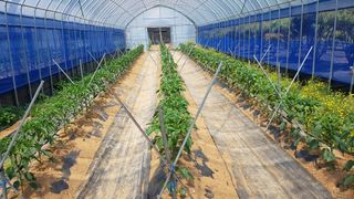 김광수님의 고추 · 지주설치•유인•성장 작성글 사진