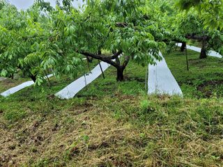 경상도사나이님의 금쪽같은 내 작물 자랑하기 · 참여 작성글 사진
