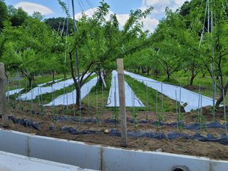 경상도사나이님의 금쪽같은 내 작물 자랑하기 · 참여 작성글 사진