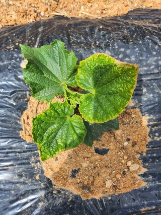 늘푸른농원님의 오이 · 자유게시판 작성글 사진