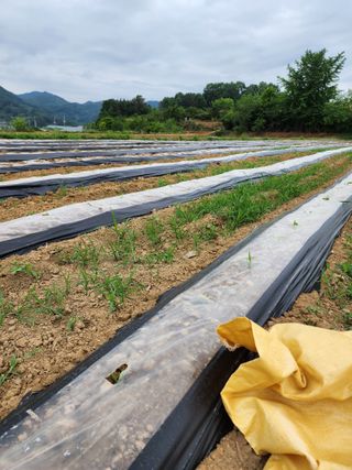 권지연.옥천.님의 자유주제 · 자유게시판 작성글 사진