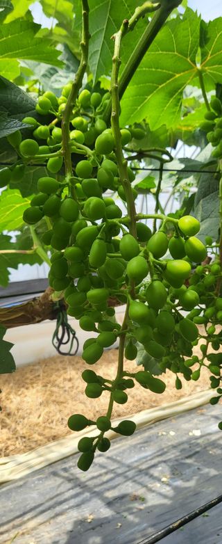 강정수님의 금쪽같은 내 작물 자랑하기 · 참여 작성글 사진