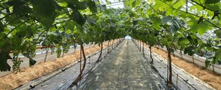 강정수님의 금쪽같은 내 작물 자랑하기 · 참여 작성글 사진