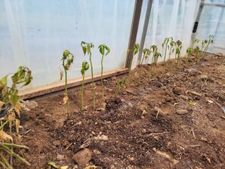 알 수 없음님의 고추 · 병해충상담 작성글 사진